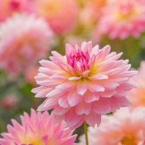 Meet your Posher, Judy